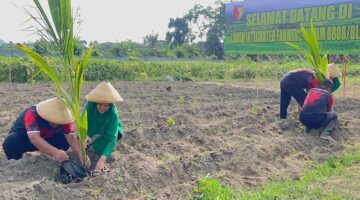 Pematangan Lahan Siap, Kodim 0808/Blitar Tanam Bibit Di Lahan Integrated Farming Desa Dandong