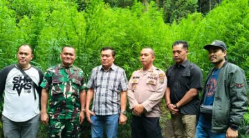 Ladang Ganja Siluman Setinggi Tiga Meter Tumbuh Subur Dikawasan Hutan Sibuatan Desa Pancurbatu